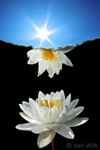 zKeriWilk_Lily Mirror_Water Life.jpg