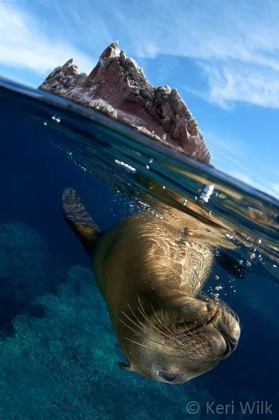 Keri Wilk - Animals in their Environment - 03.jpg