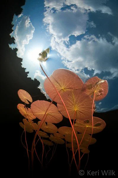 Keri Wilk - In Praise of Plants and Fungi - 02.jpg