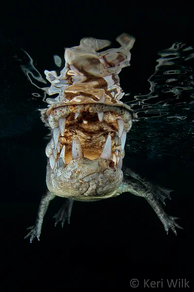 KeriWilk - Animal Portrait - 01.jpg