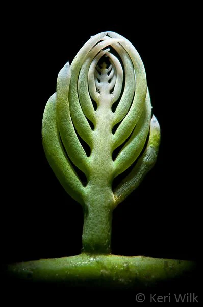 KeriWilk_Algae_PlantLife.jpg