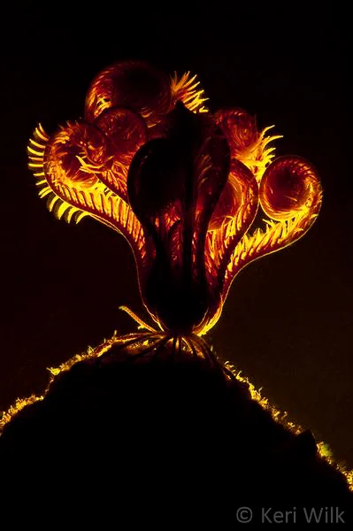 KeriWilk_Crinoid_Oceans.jpg