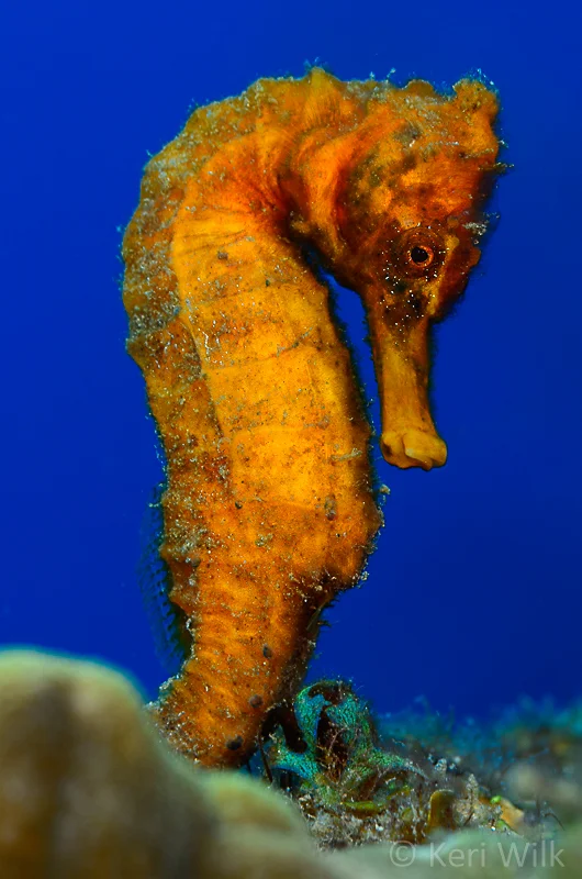 Seahorse-6362.jpg