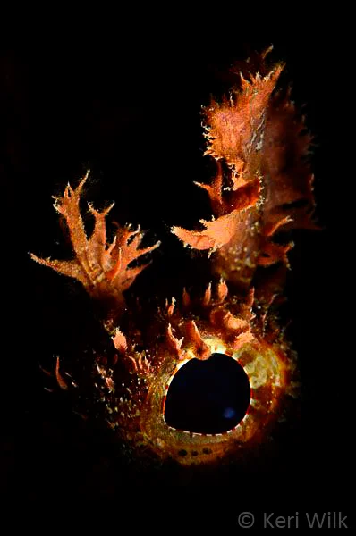 Scorpionfish-5518a.jpg