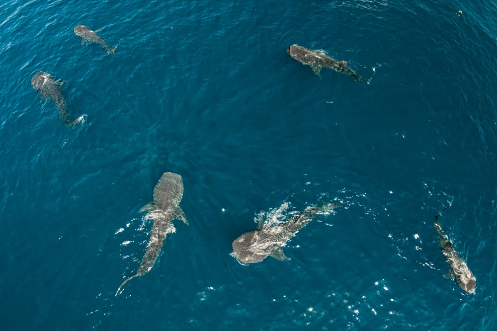 DJI00102.jpg