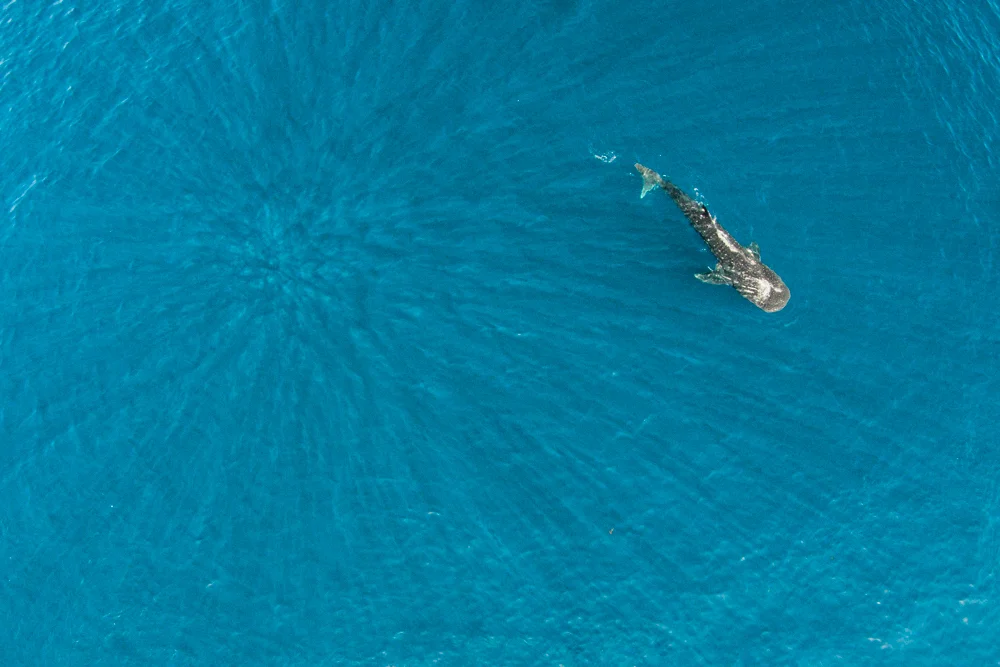DJI00104.jpg