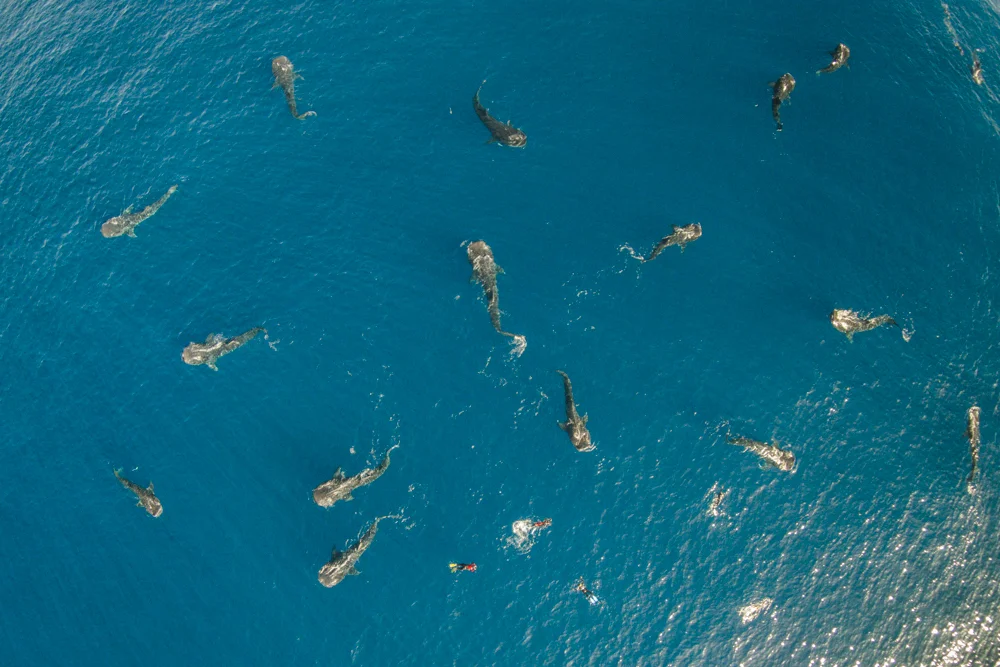DJI00072.jpg