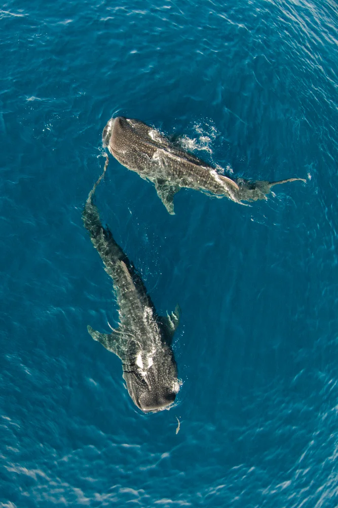 DJI00078.jpg