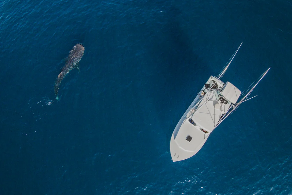 DJI00082.jpg