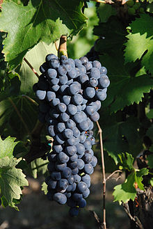 ciliegiolo1.jpg