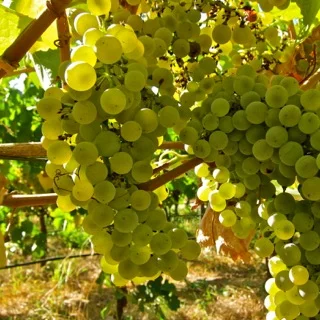 Gruner Veltliner.jpg