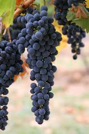 Grapes Used in Wine Making