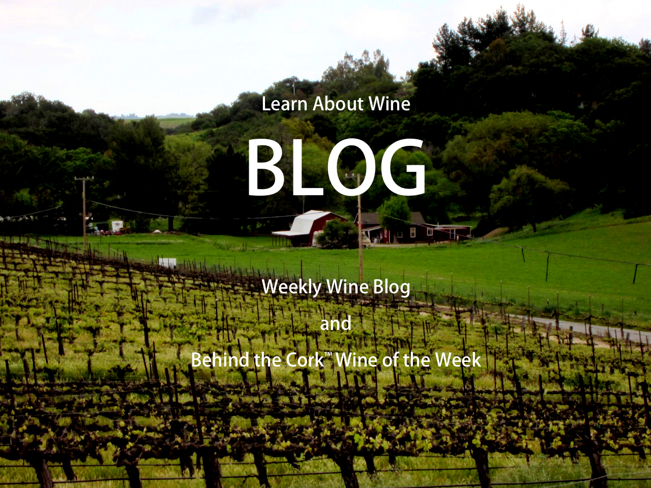 Blog on Vineyard Photo.jpg