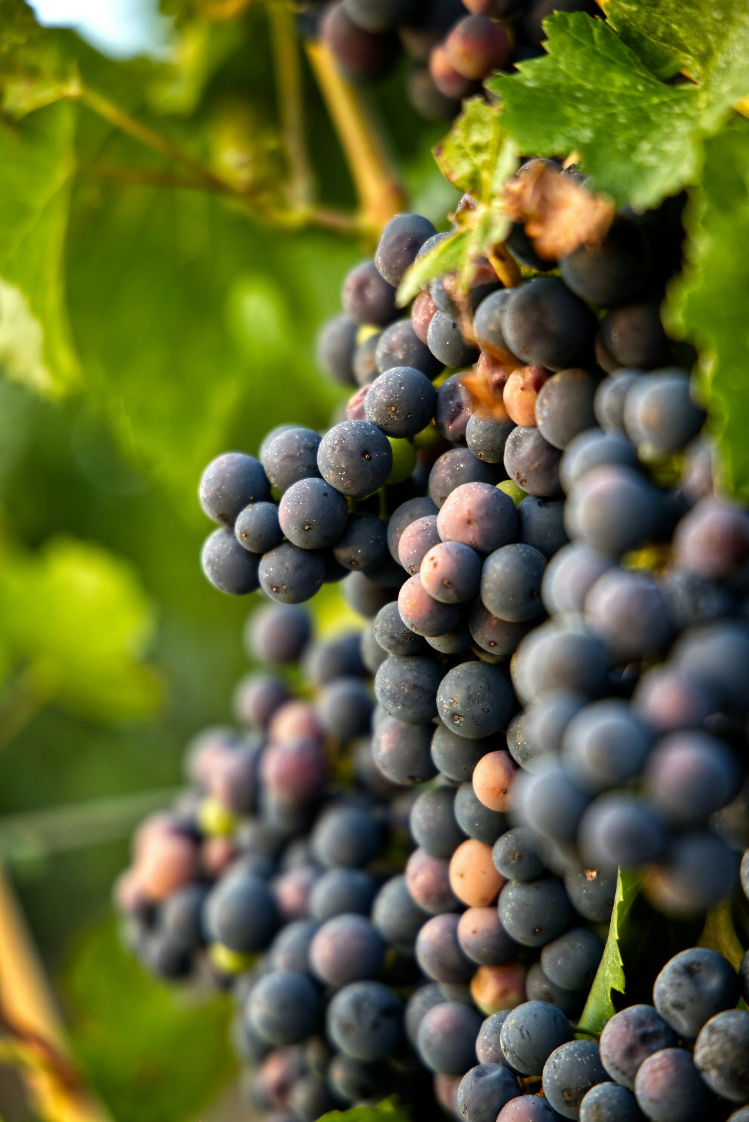 A Tour of Wine Grapes: A to Z