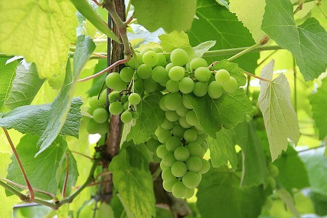 A Tour of Wine Grapes: Albariño
