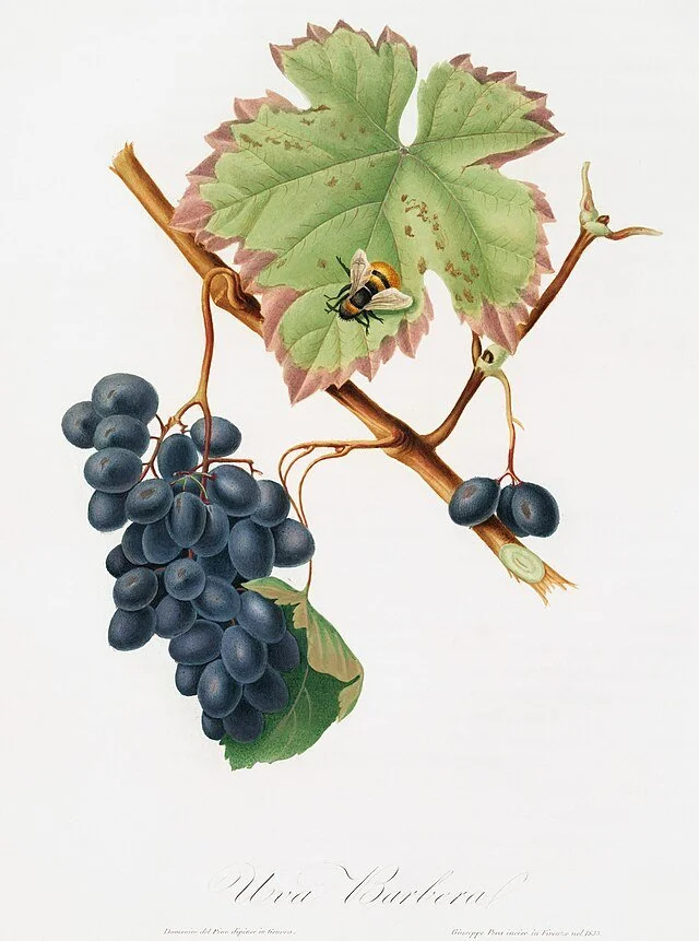 A Tour of Wine Grapes: Barbera