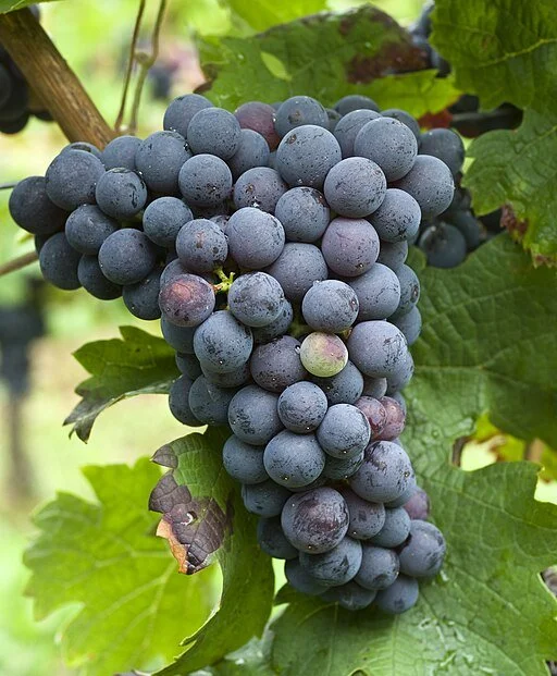 A Tour of Wine Grapes: Cabernet Franc