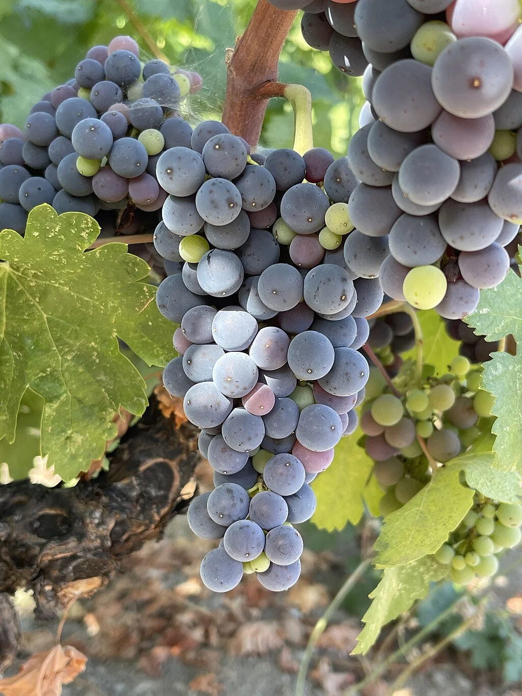 A Tour of Wine Grapes: Carignan