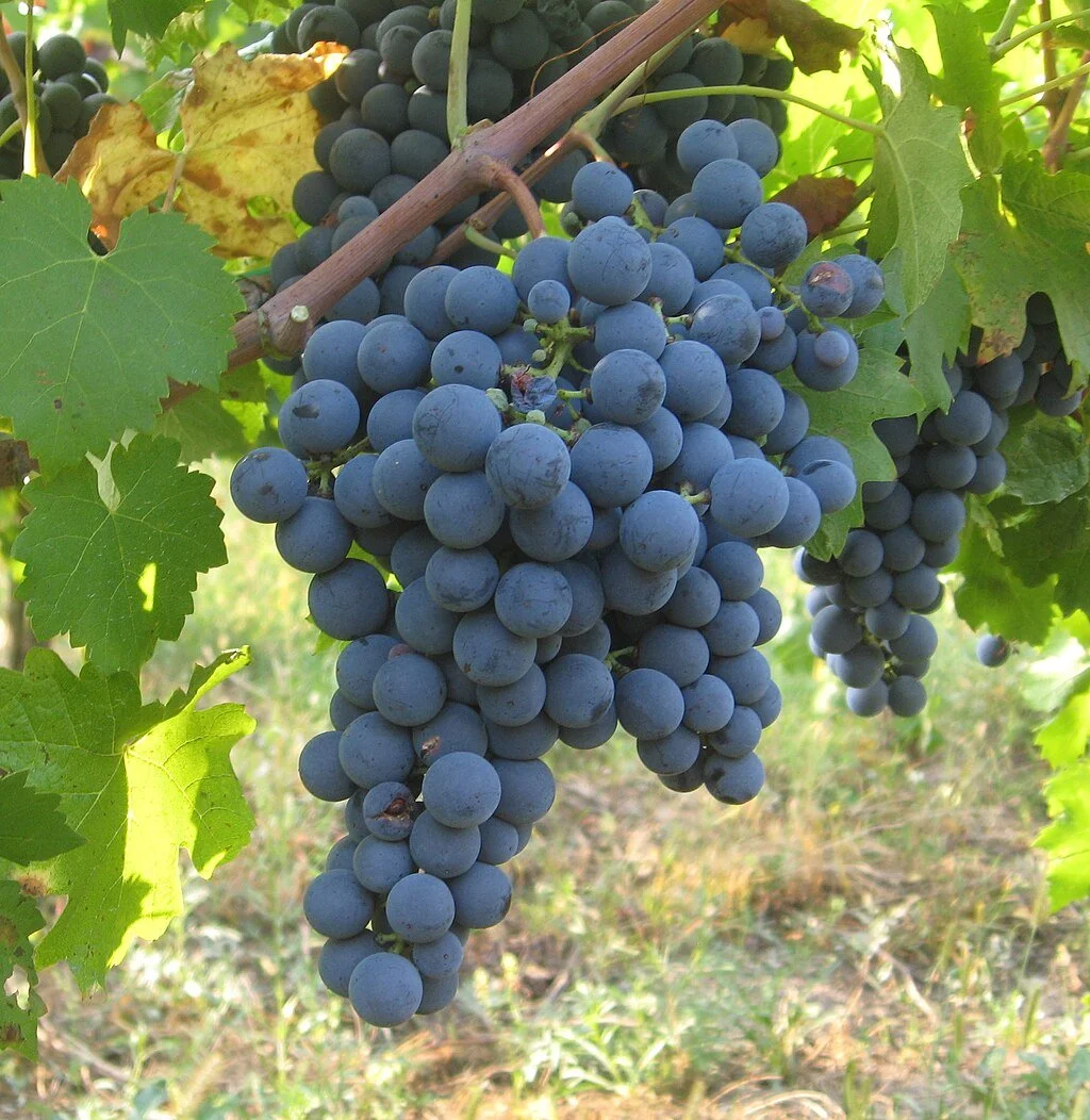 A Tour of Wine Grapes: Carmenere