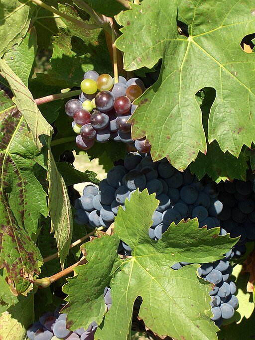 A Tour of Wine Grapes: Cinsault