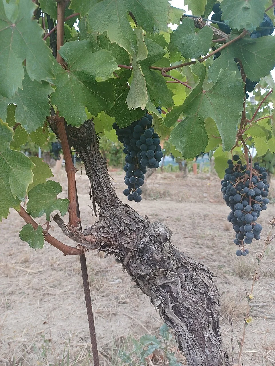 A Tour of Wine Grapes: Dolcetto
