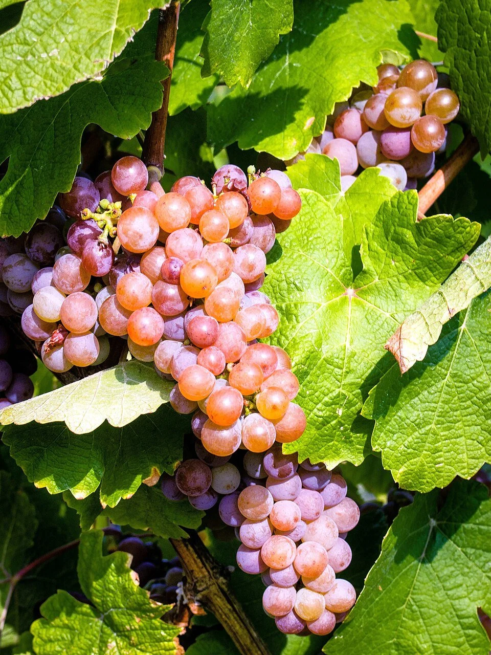 A Tour of Wine Grapes: Gewurztraminer