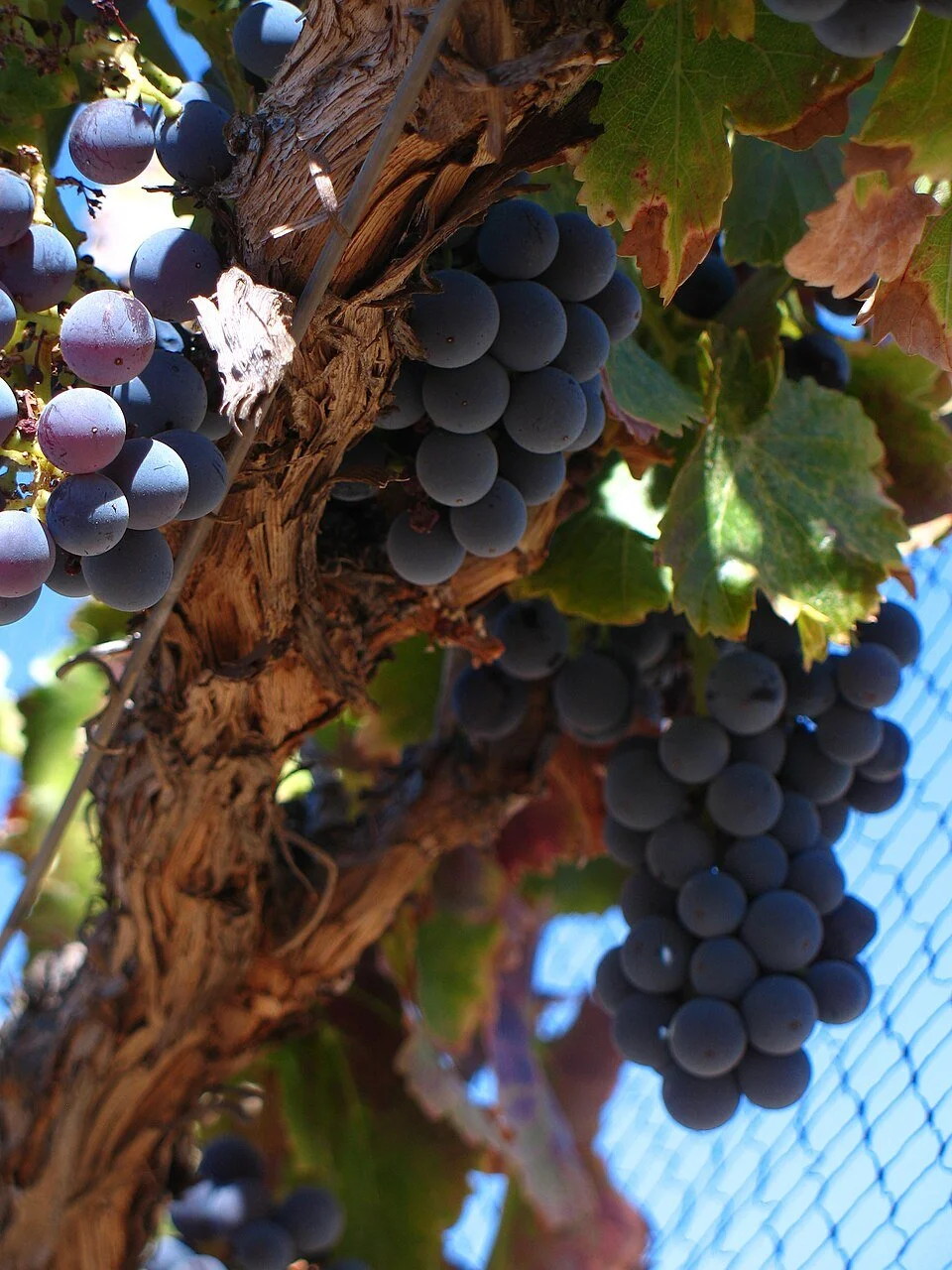 A Tour of Wine Grapes: Grenache