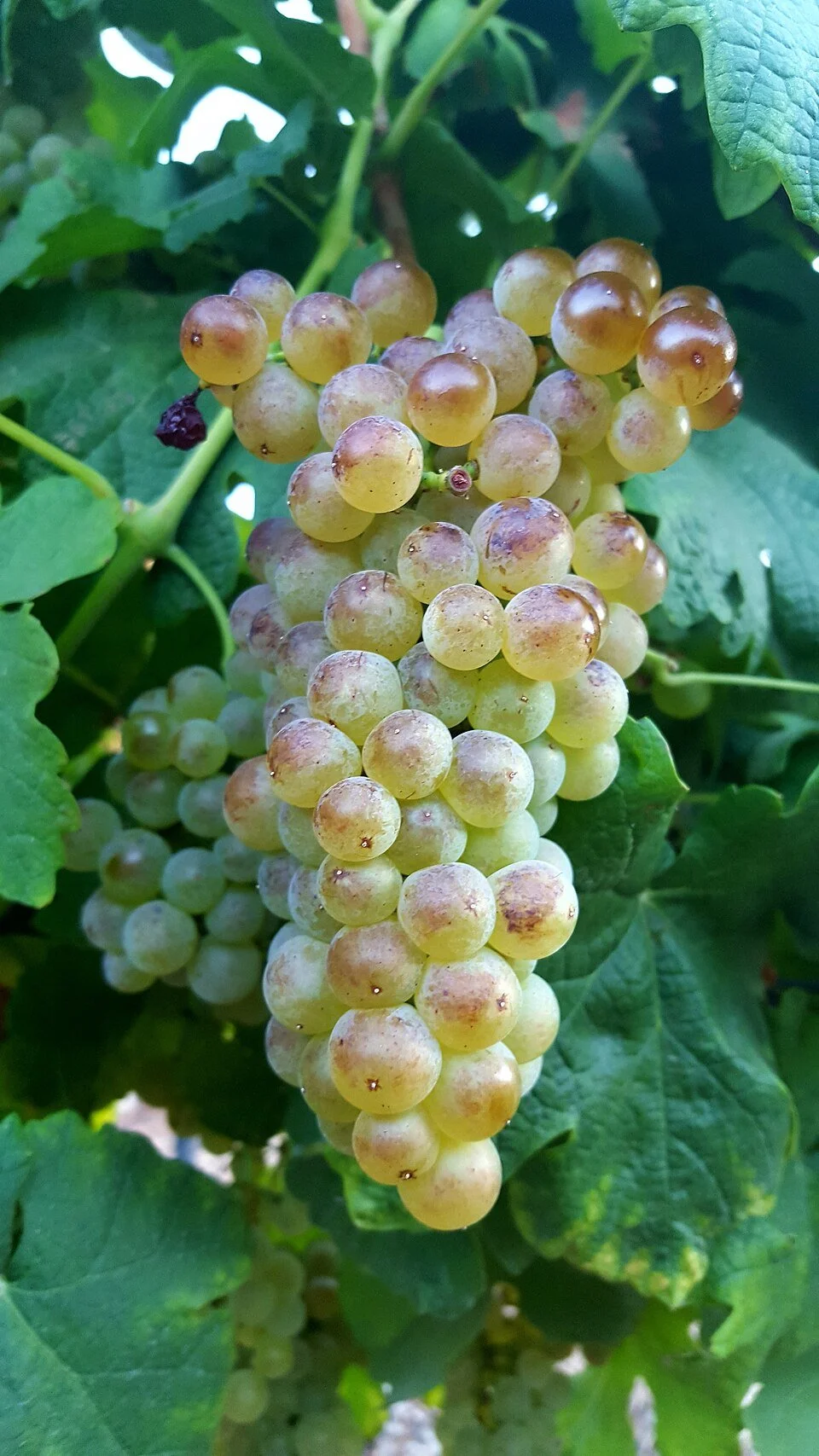 Roussanne.jpg