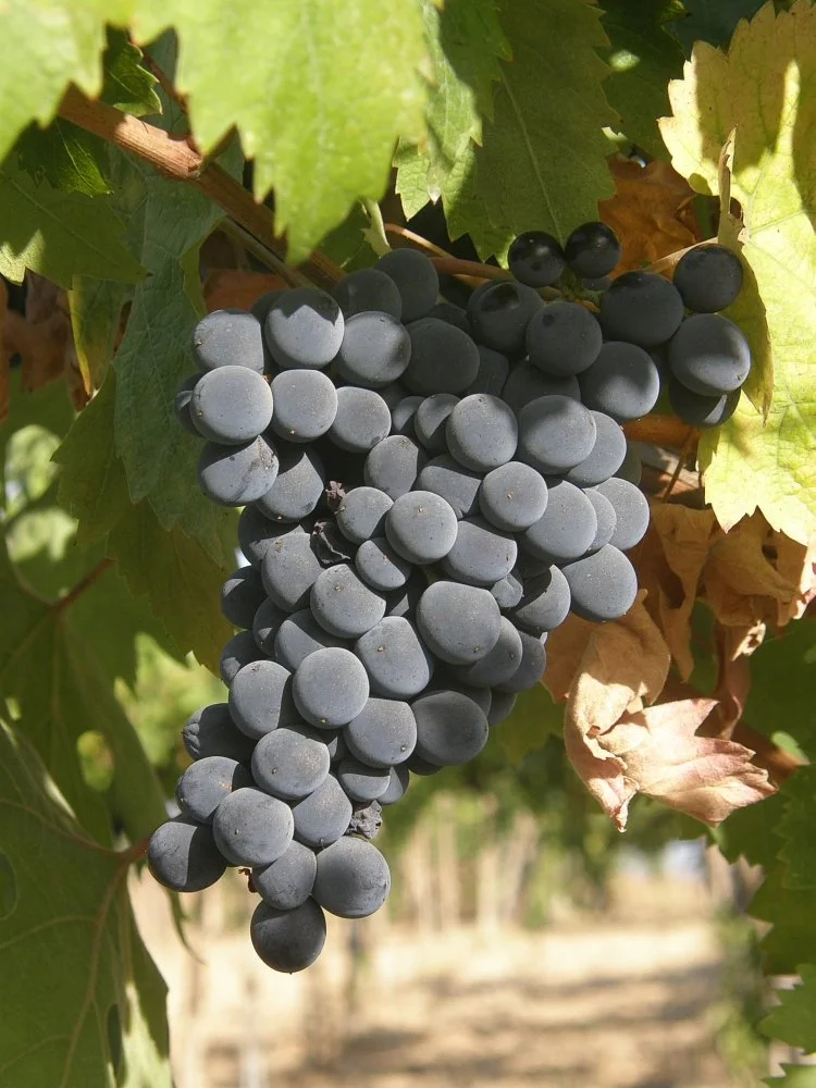 Montepulciano.jpg