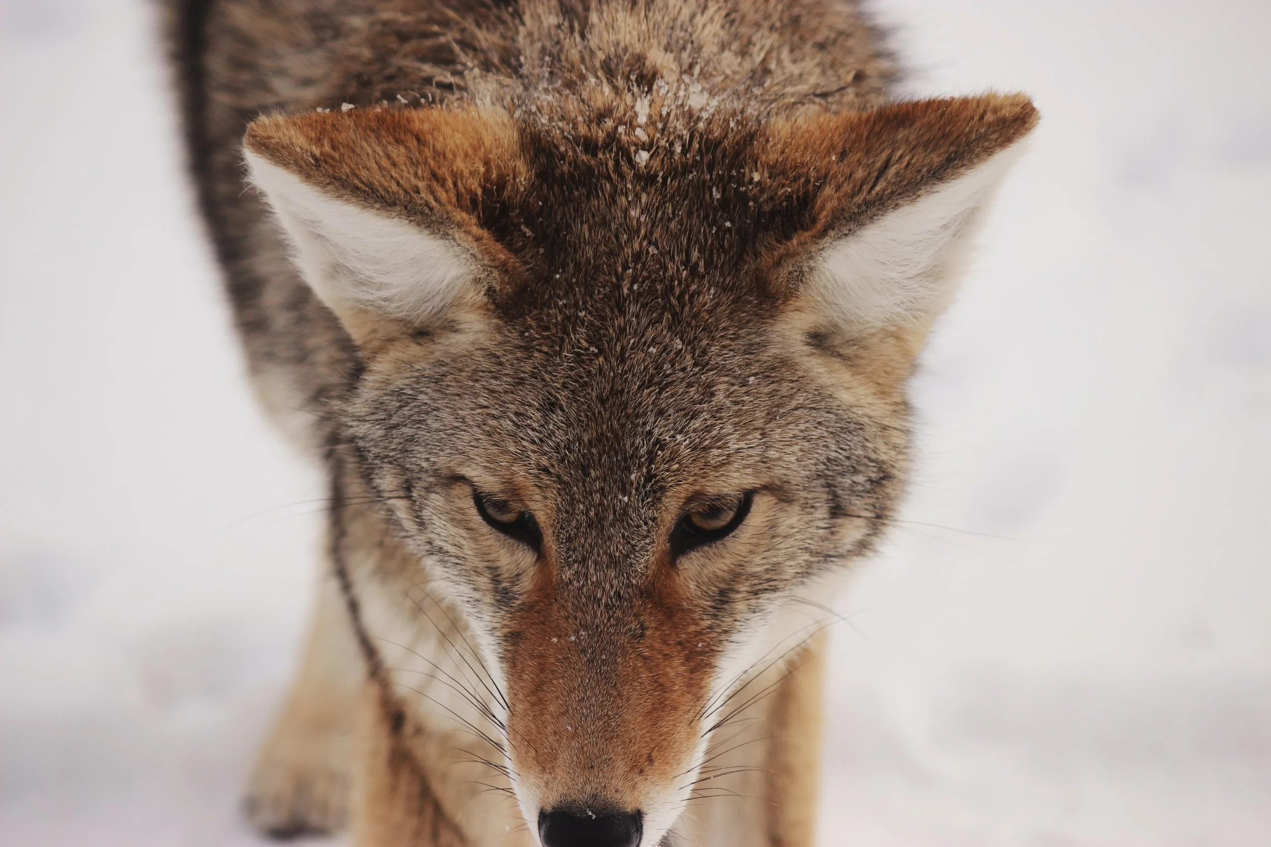 (Image credit: Levi Saunders)