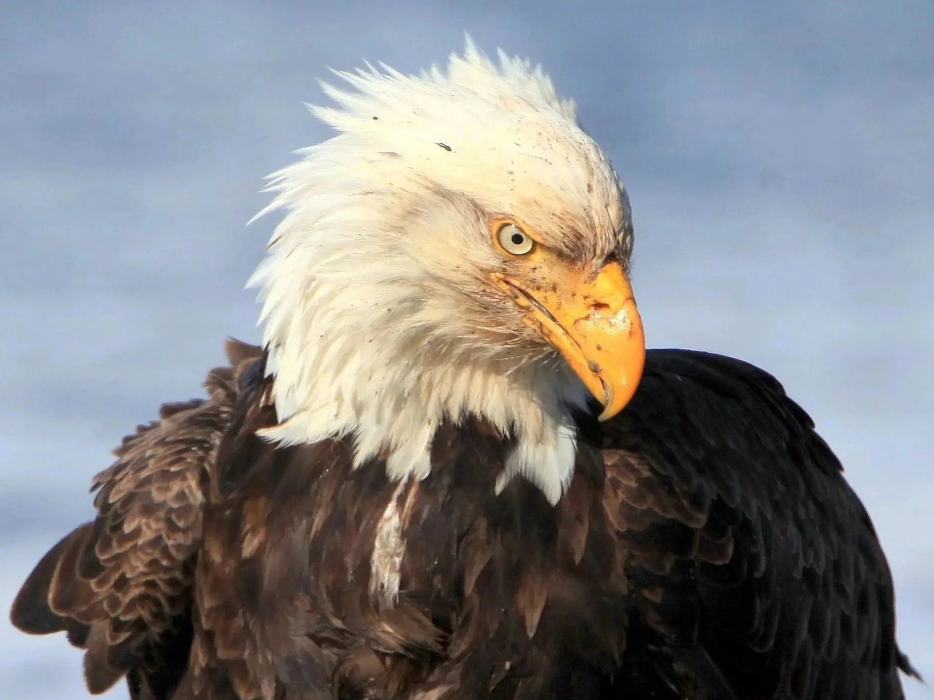 September 2026 WASDE: Corn Jumps 52 Ticks, Wheat 32 and Soybeans 28
