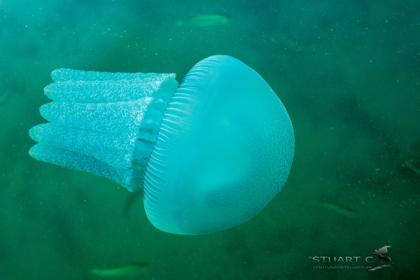 Walking along the esplanade at Labrador and I noticed jelly fish, had to stop and take a closer look. Nikon D7100 | Tamron 24-70 F2.8 @ 45mm | 1/250sec | F4 | ISO800 | Circular Polarizer