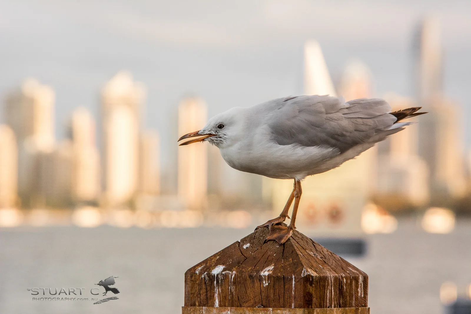 Spent some of the afternoon photographing the gulls. I liked this shot with a view of Surfers in the back ground. Nikon D7100 | Sigma 70-200 F2.8 + 1.4xTC @ 280mm | 1/320sec | F9 | ISO1000