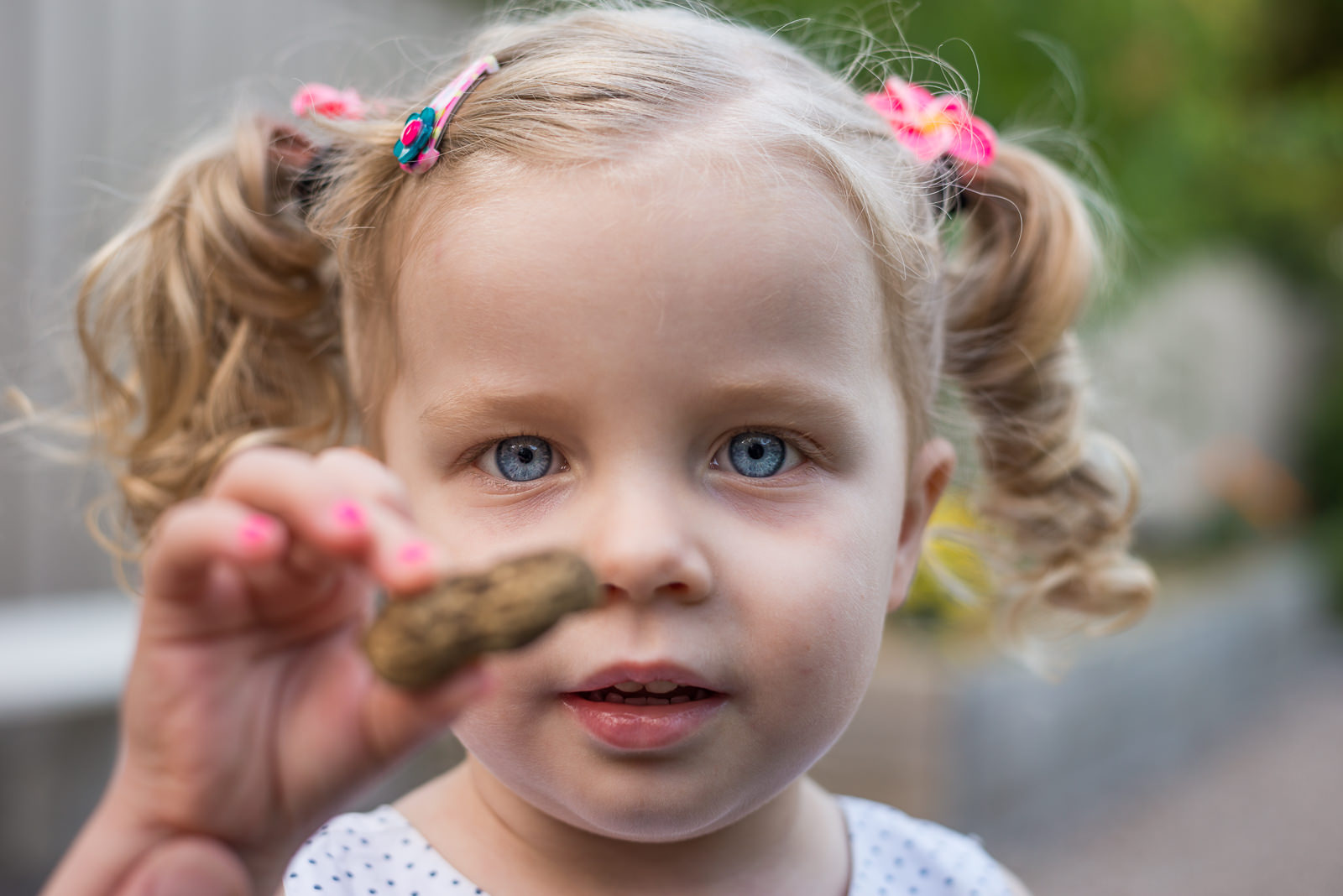 portrait of a young girl holding up a peanut she has picked in the garden at home in Elimbah