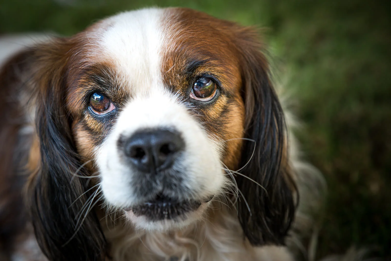 National Dog Day 2018 Special offer