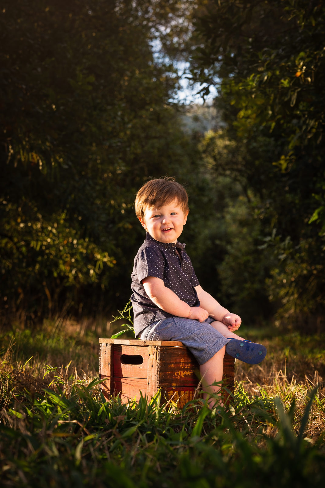 Boy sitting on vintage timber crate in middle of a macadamia grove at Beerwah