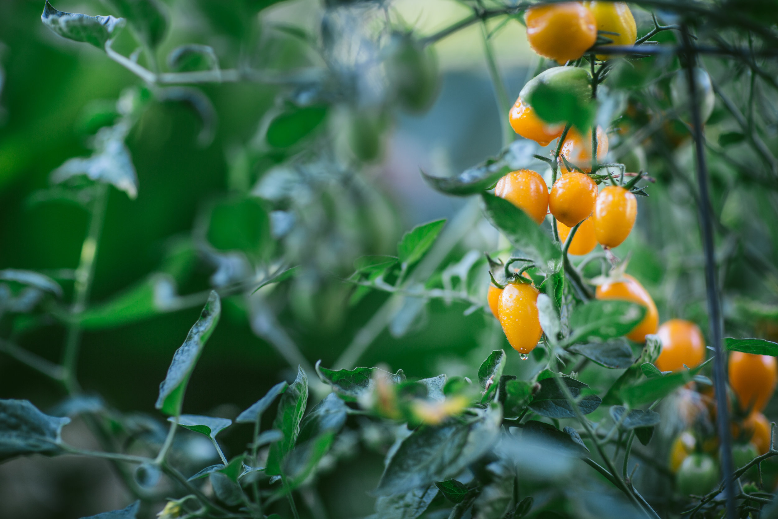 Garden Landscape Bees Chickens by Eva Kosmas Flores-16.jpg