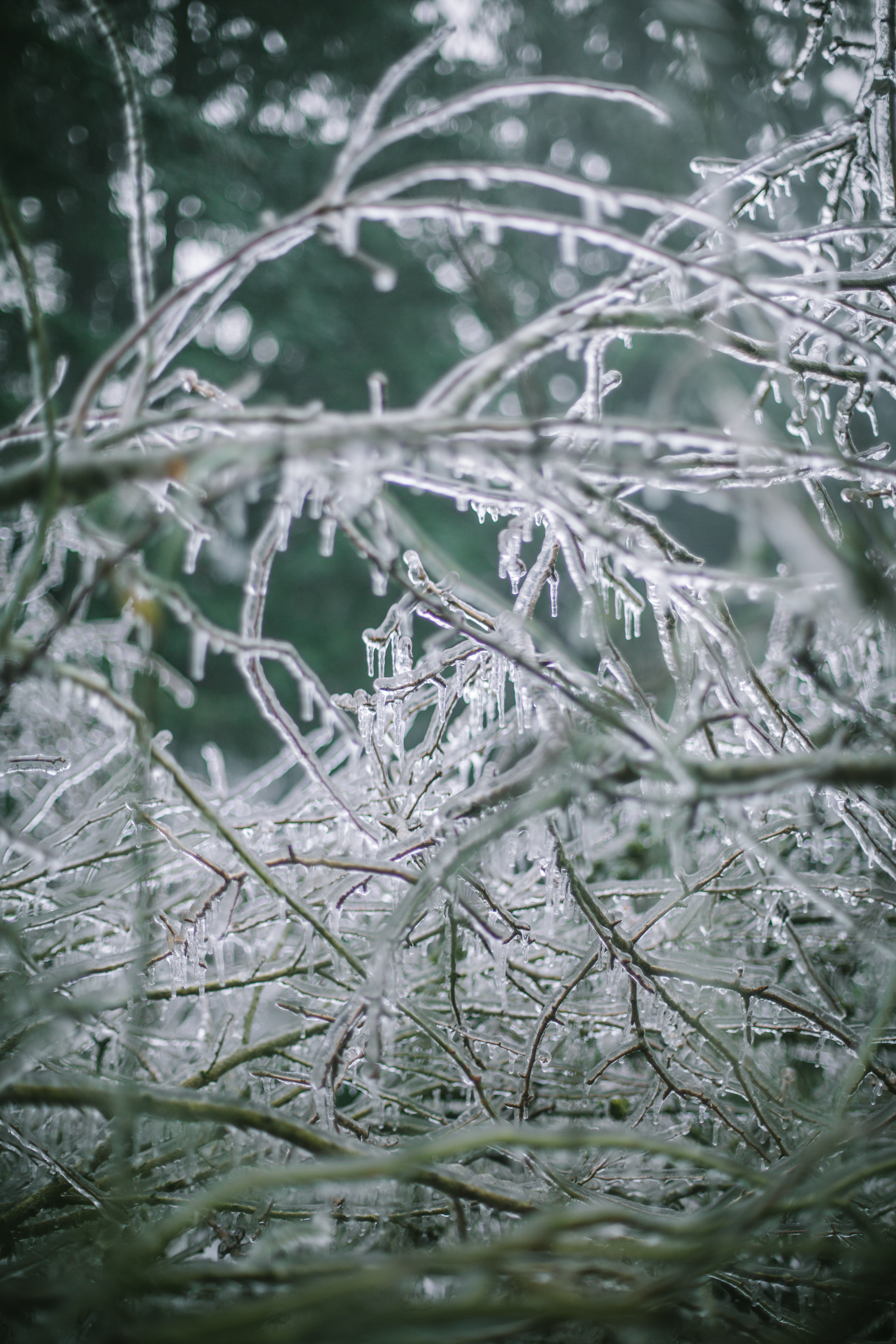 Lightroom Preset Festive-8.jpg
