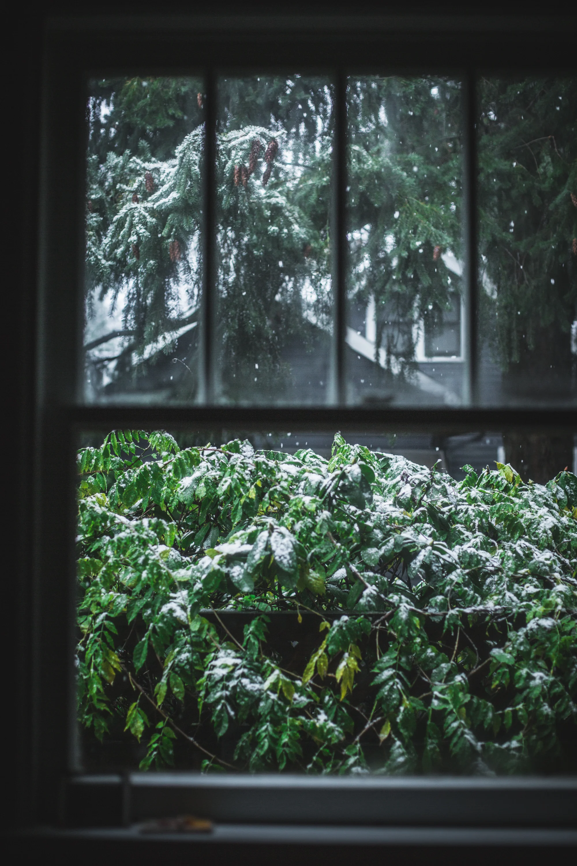 Lightroom Preset Festive-6.jpg
