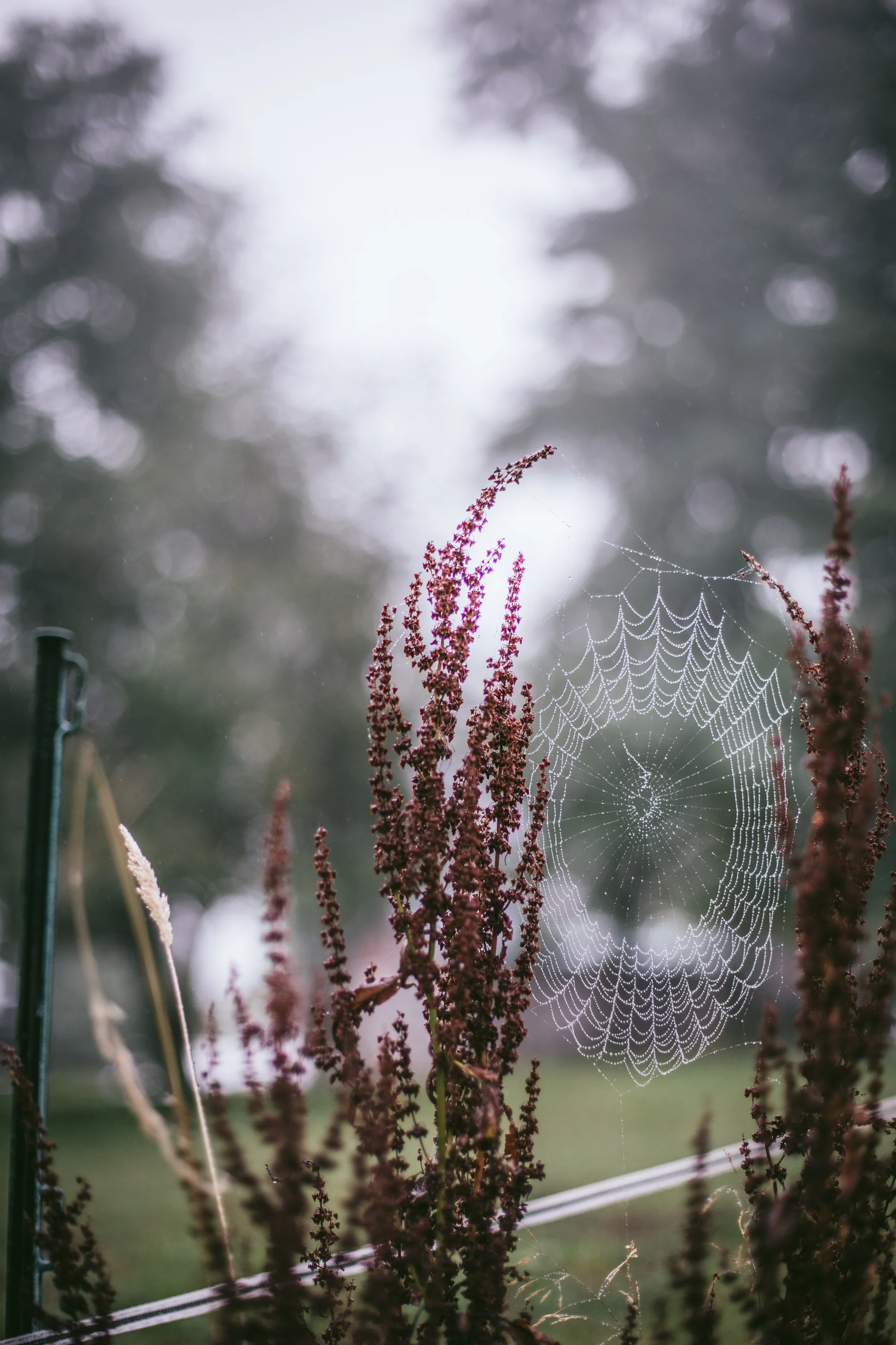 Lightroom Preset Festive-9.jpg