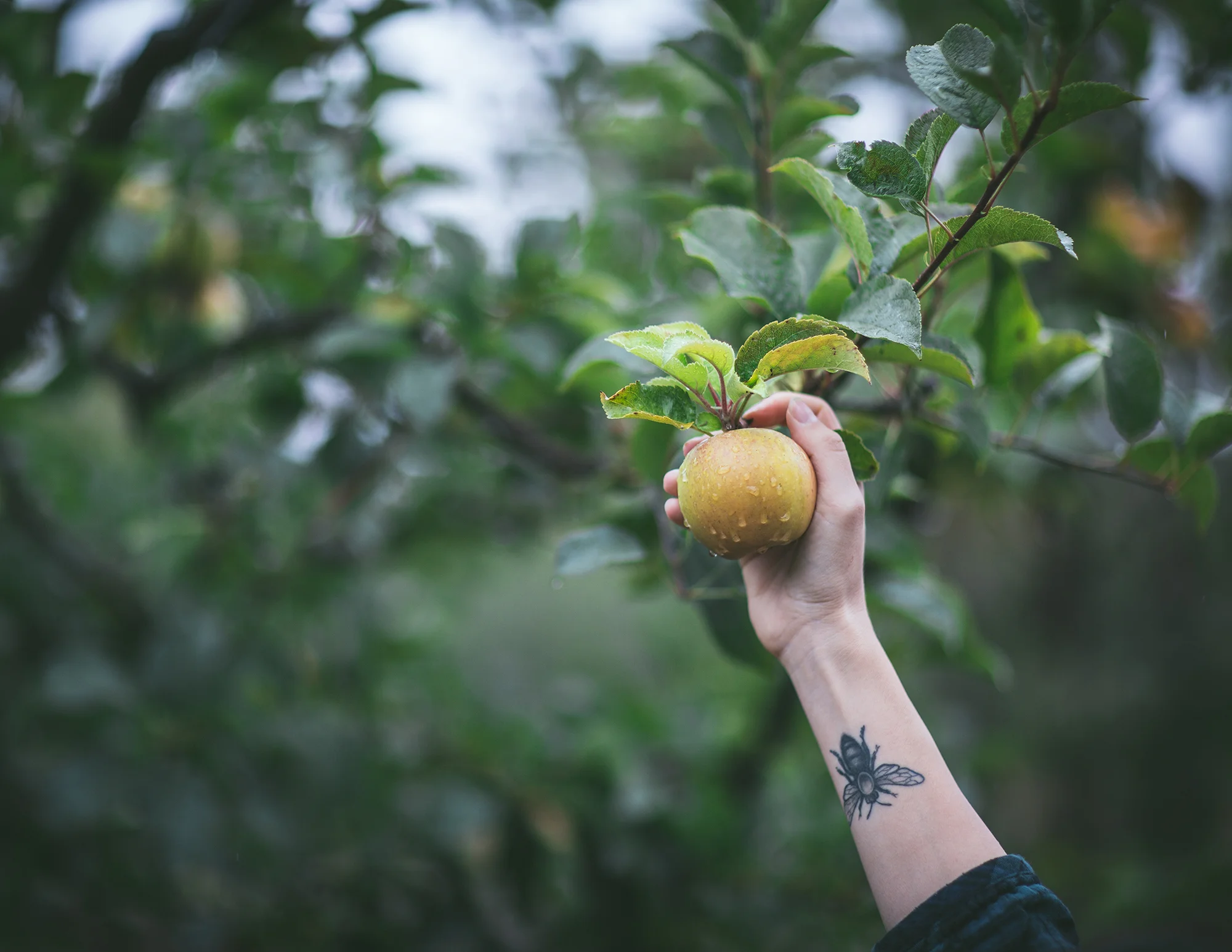Garden Landscape Bees Chickens by Eva Kosmas Flores-19.jpg