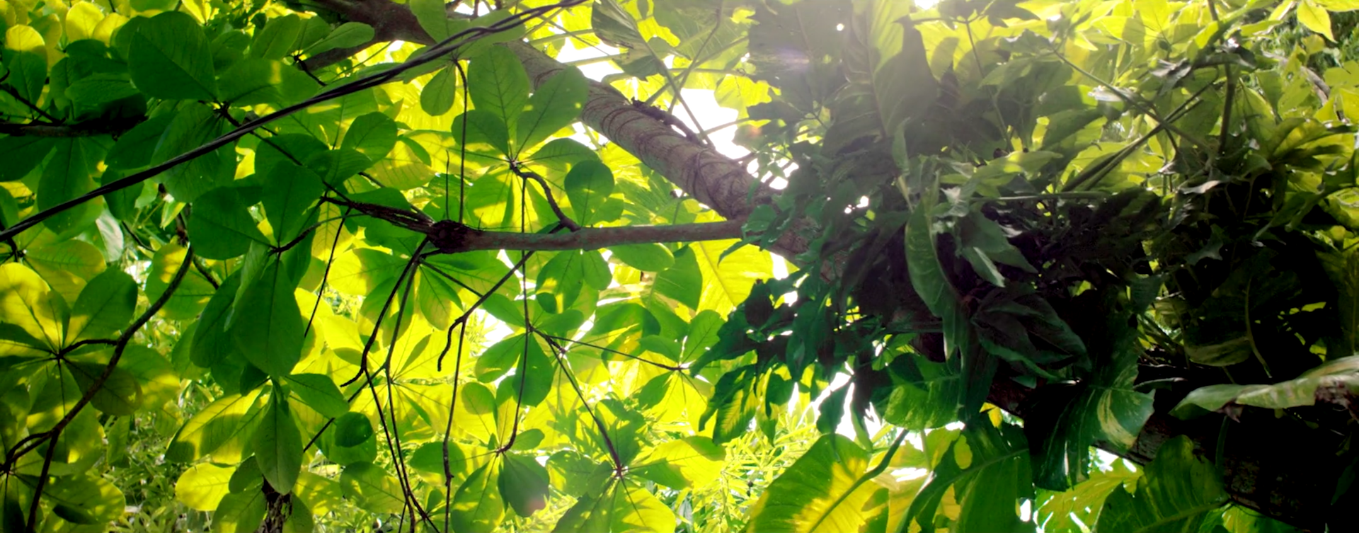 Screen Shot 2016-12-18 at 8.09.50 PM.png