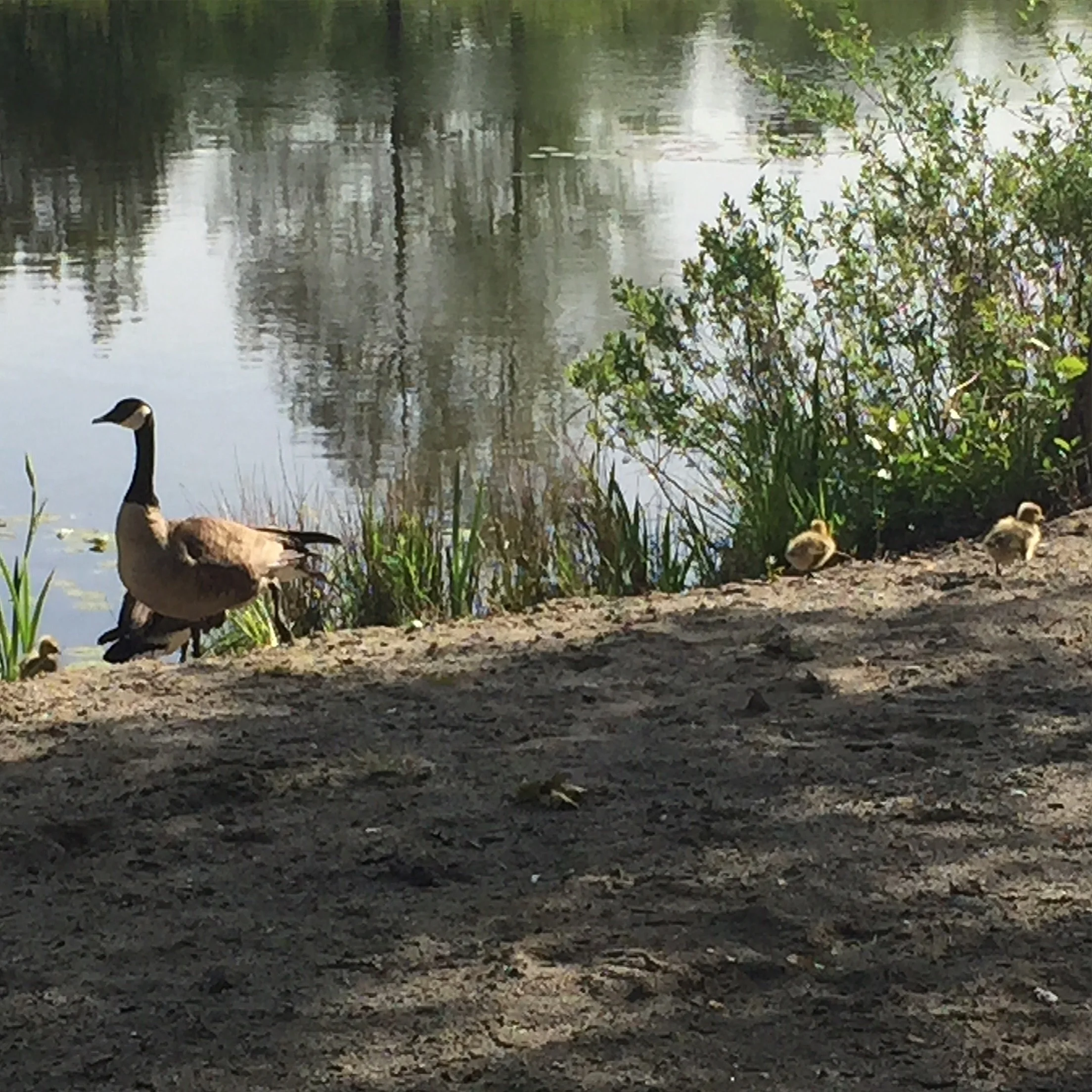 This was the best picture I got, mainly because I didn't want to get too close and scare them away/make mommy mad.