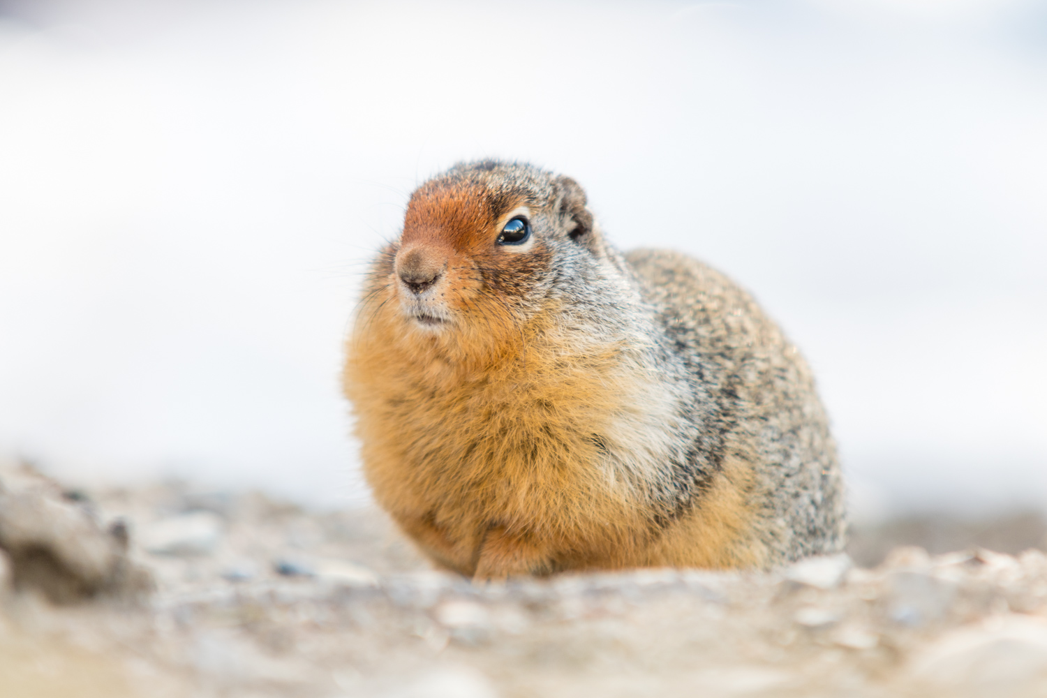 The rise of the prairie dogs, as soon as the snow started to melt these noisy fuckers appeared everywhere.