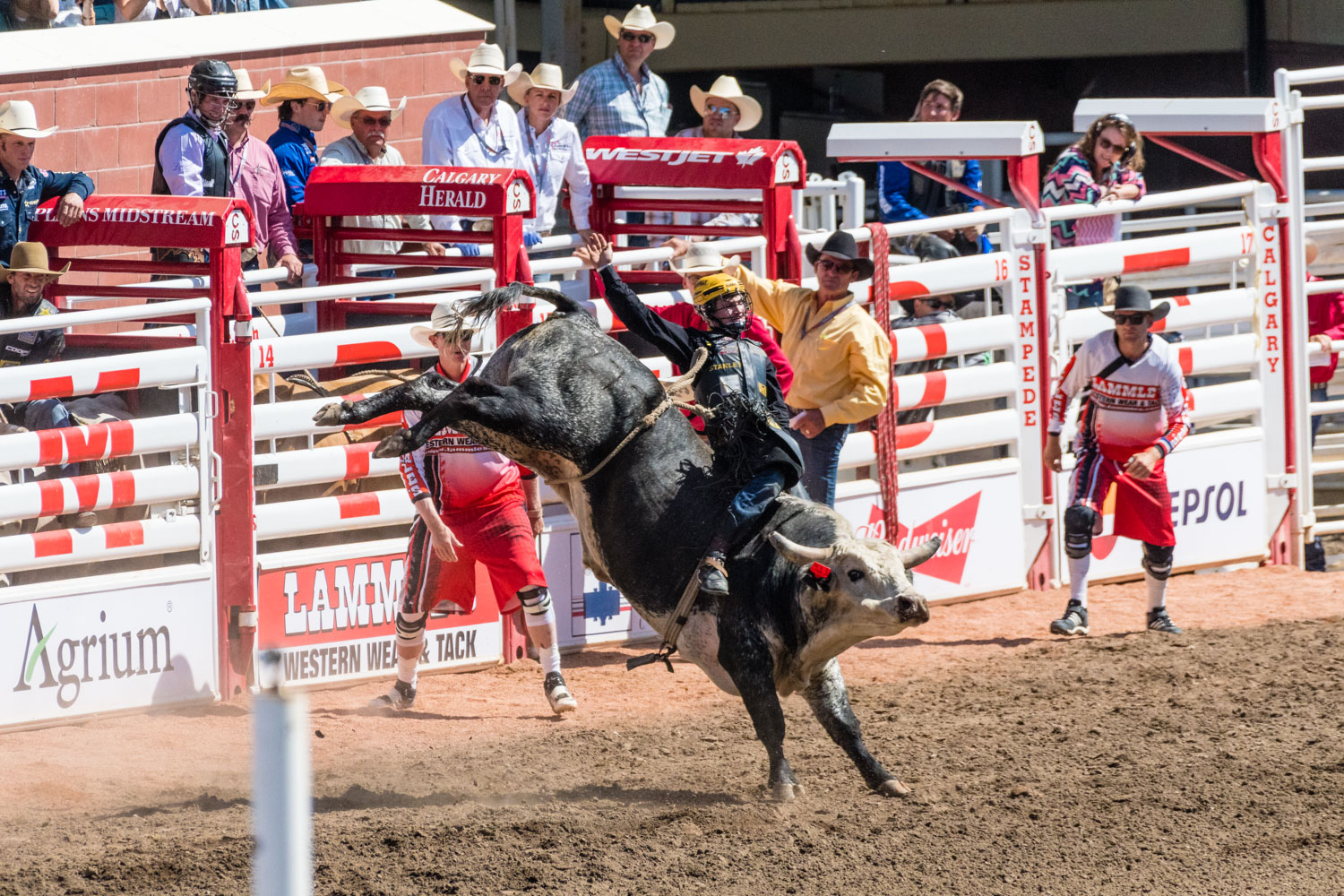 A man rides a bull. Body armour was not mandatory but recommended. Probably because of the horns.