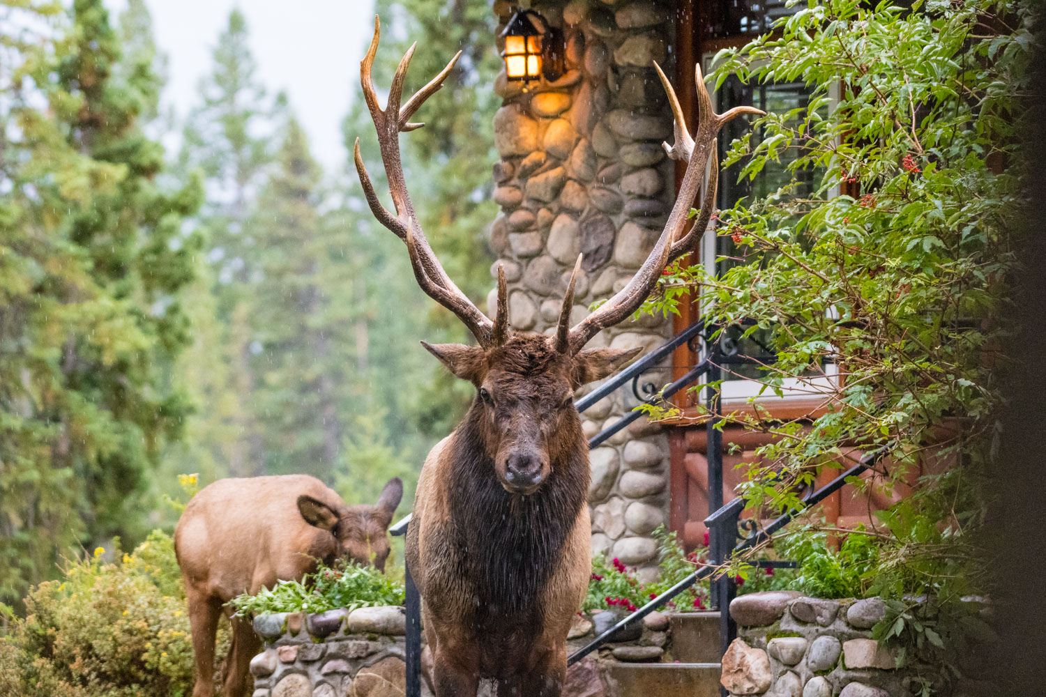 Jasper was full of elk, they woke us up at 2:00am in the morning, shouting through our bedroom window.