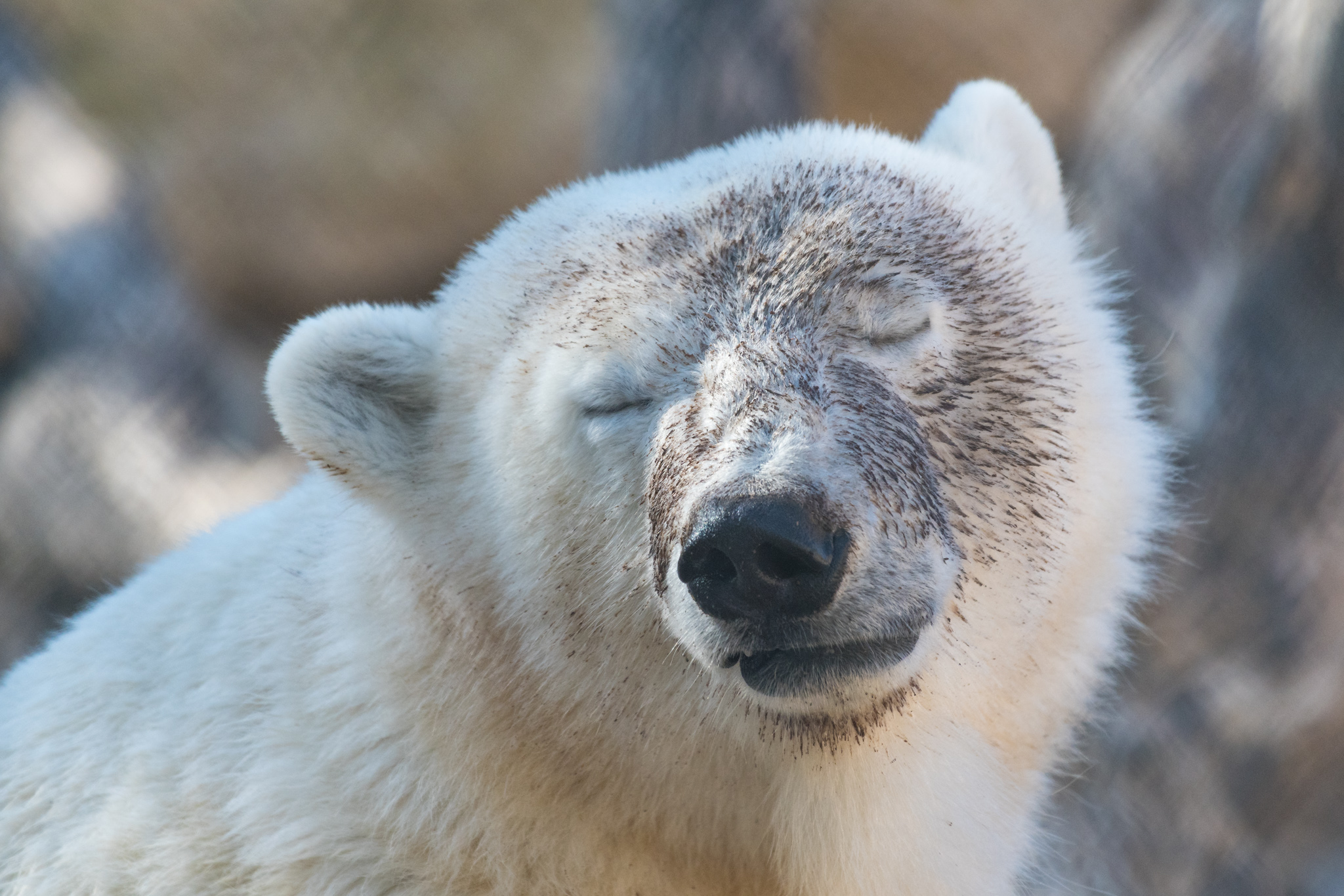 At the "Journey to Churchill" exhibit. My plan was always to go north to Churchill to see the polar bears. But the one train line to Churchill had flooded that year and flights were way too expensive. So this was the best I could do.