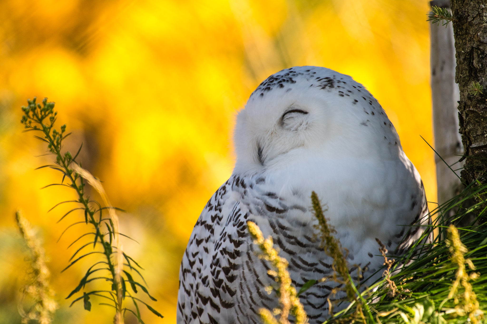 Arctic owl enjoying the usually warm Autumn.