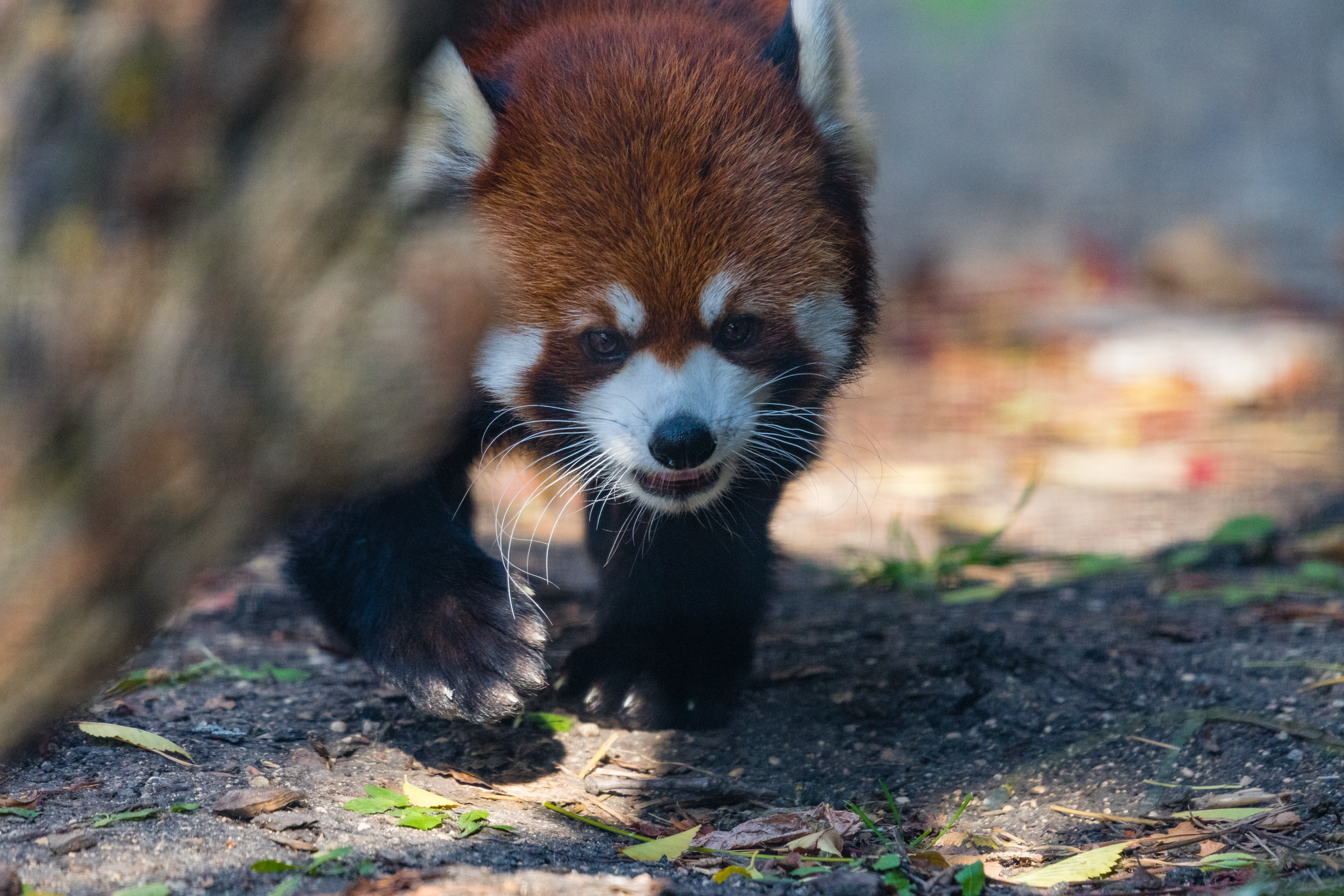Red Panda on patrol.