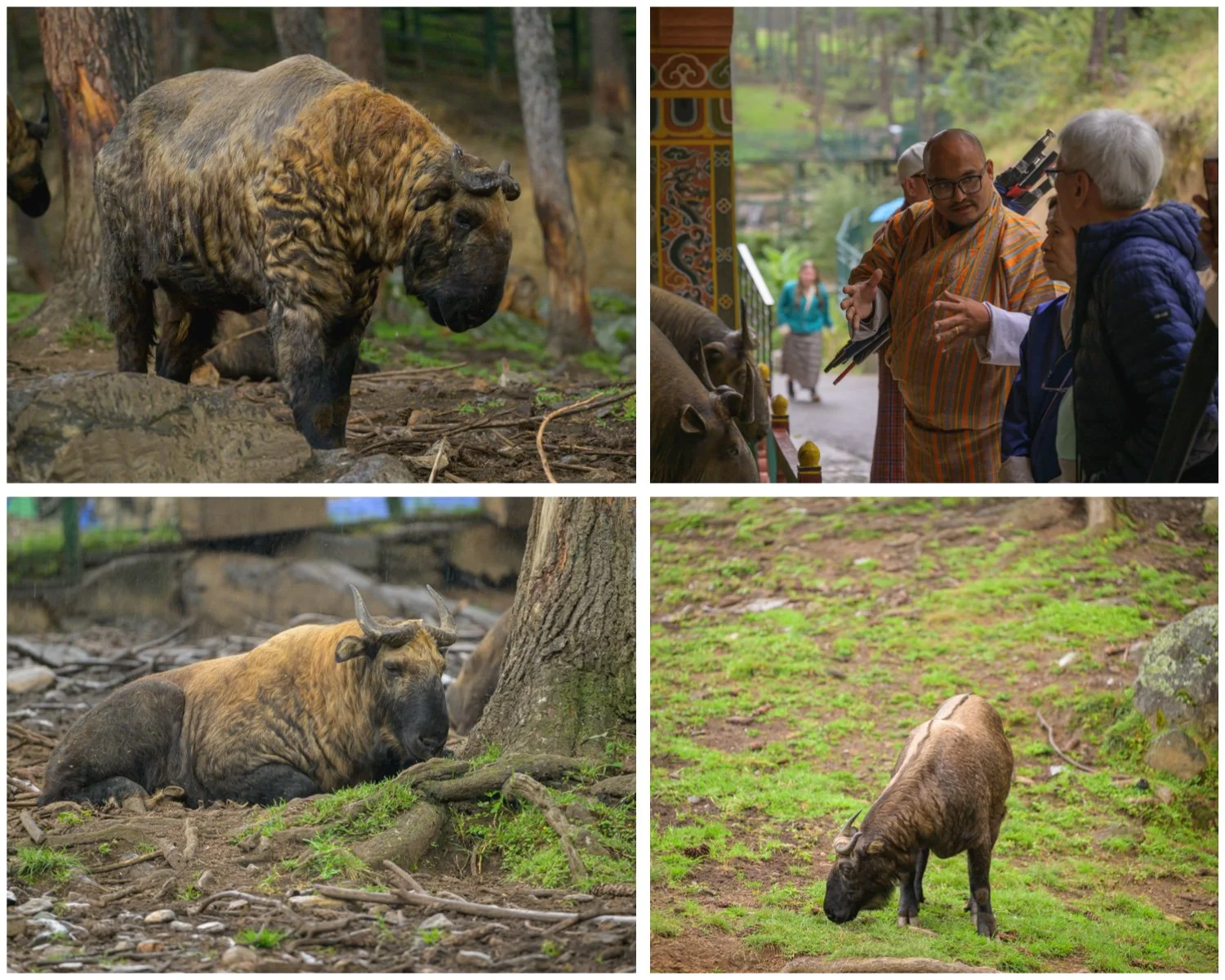  Royal Takin Preserve 